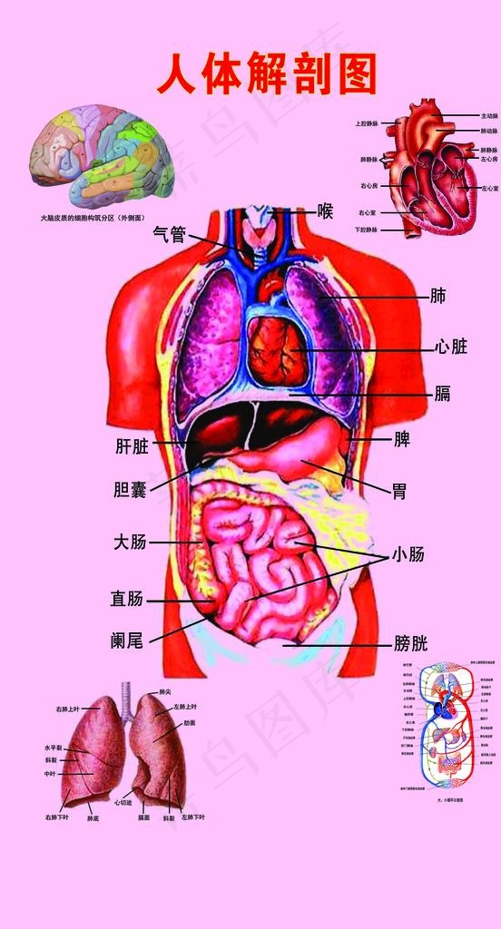 人体解剖图图片(3203X5613(DPI:72))psd模版下载