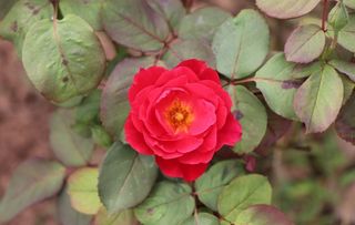 红色月季花图片