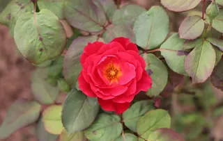 红色月季花图片