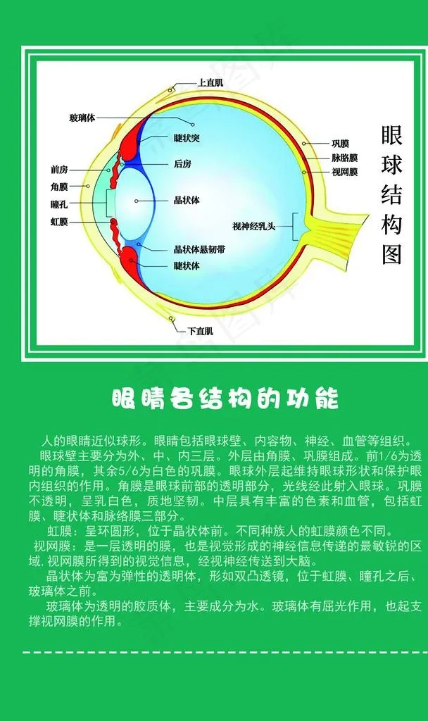 眼球结构图图片psd模版下载