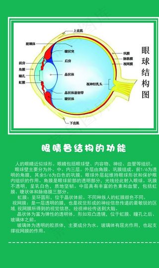 眼球结构图图片