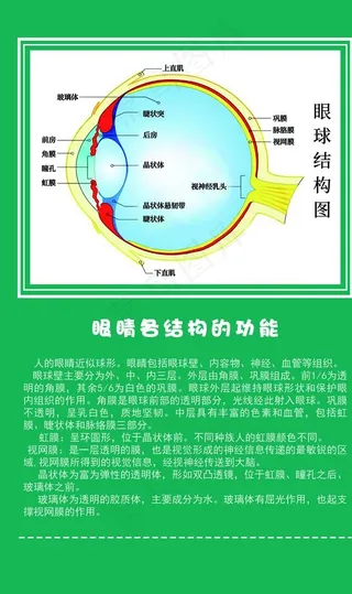 眼球结构图图片