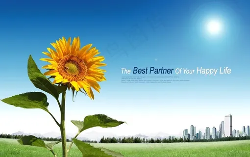 向日葵 风景图片