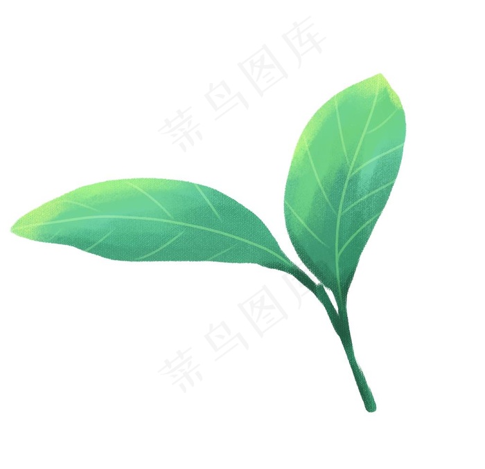 叶子图片