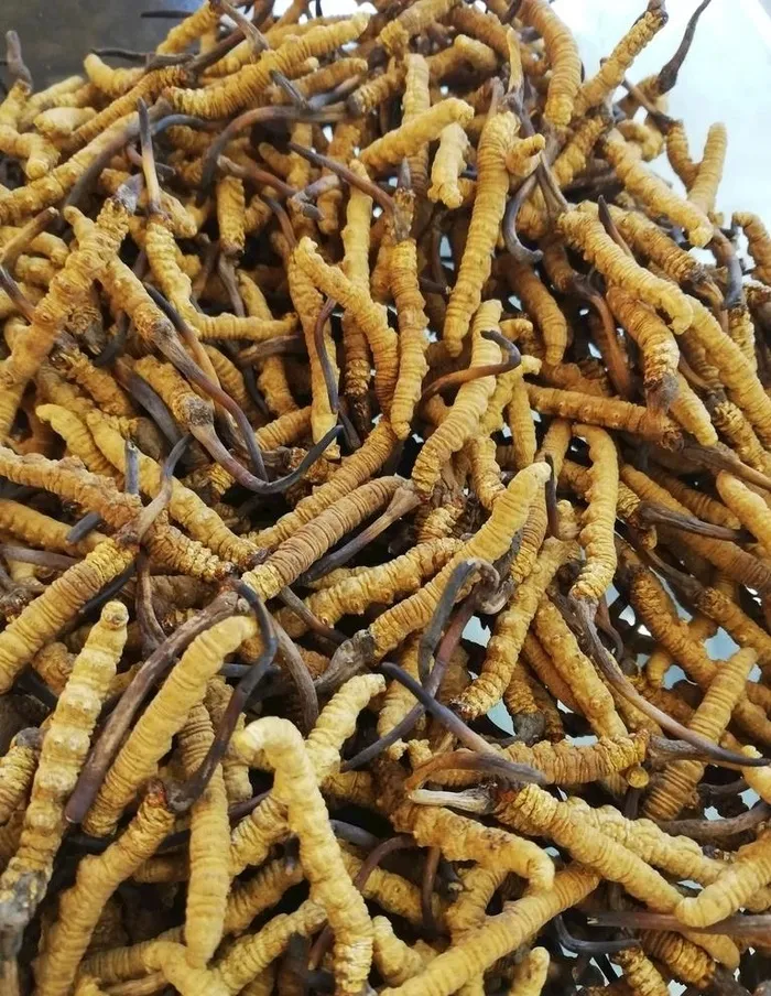 冬虫夏草图片
