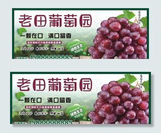 葡萄采摘园图片