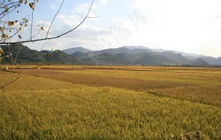 稻田图片