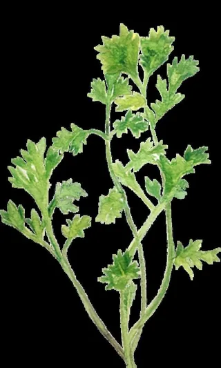 艾草手绘图图片