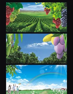 芒果 葡萄 康养图片 芒果 葡萄 康养图片