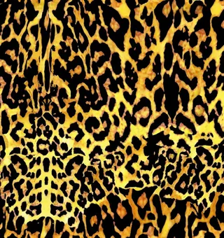 豹纹图片