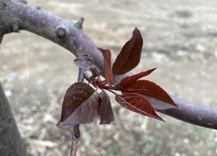 紫叶李图片
