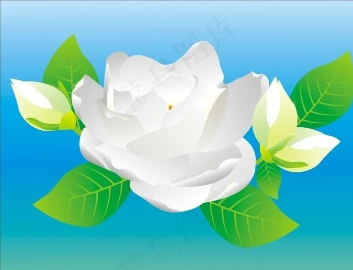 栀子花图片cdr矢量模版下载