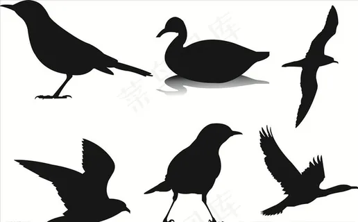 鸟剪影图片