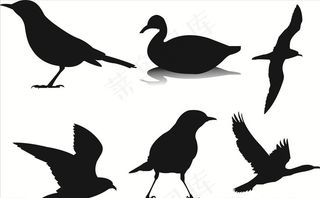 鸟剪影图片