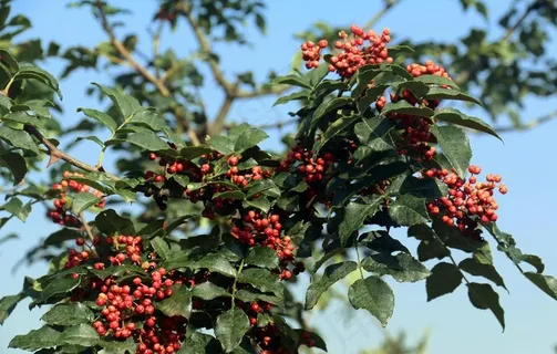 花椒树图片 花椒树图片