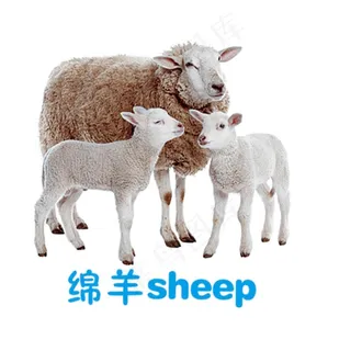 绵羊图片
