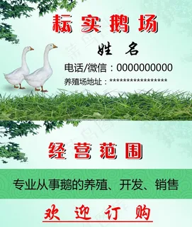 鸡鸭鹅名片图片