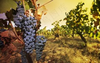 葡萄图片