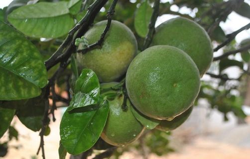 正宗化州橘红果图片