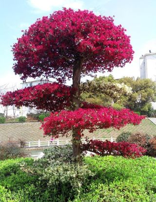 杂交新品种图片