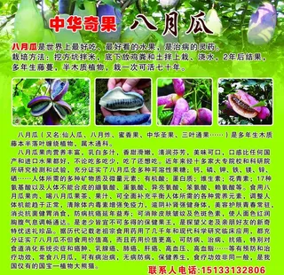 中华奇果八月瓜图片