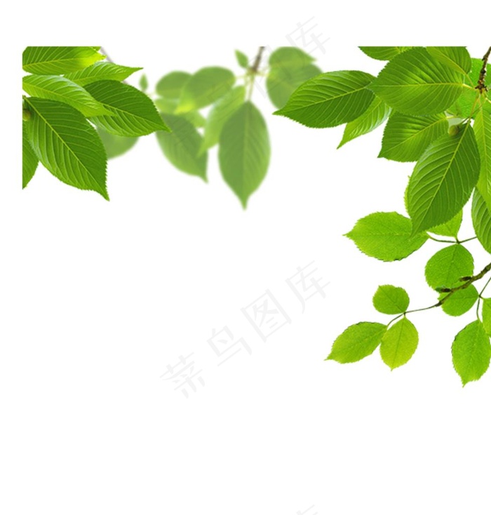绿色树叶图片psd模版下载