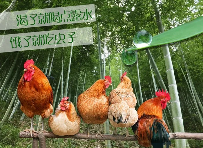 农家散养鸡图片psd模版下载