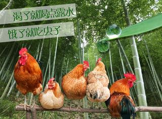 农家散养鸡图片