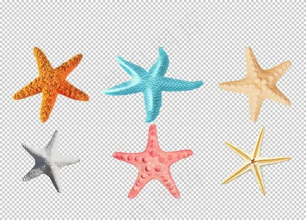 星星海星图片