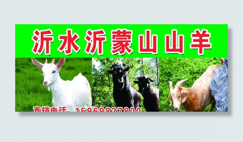 沂蒙山山羊肉图片(6378X2835(DPI:60))psd模版下载