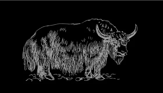 牦牛 矢量 线稿图片