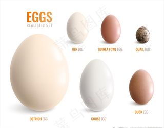 鸡蛋图片