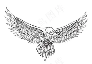 矢量线条老鹰图片