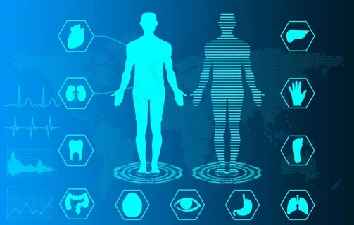 人体骨骼内脏血液图片