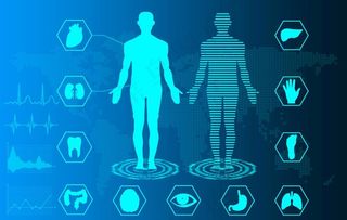 人体骨骼内脏血液图片