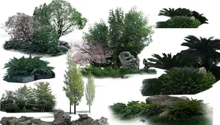 植物组团 树 灌木图片