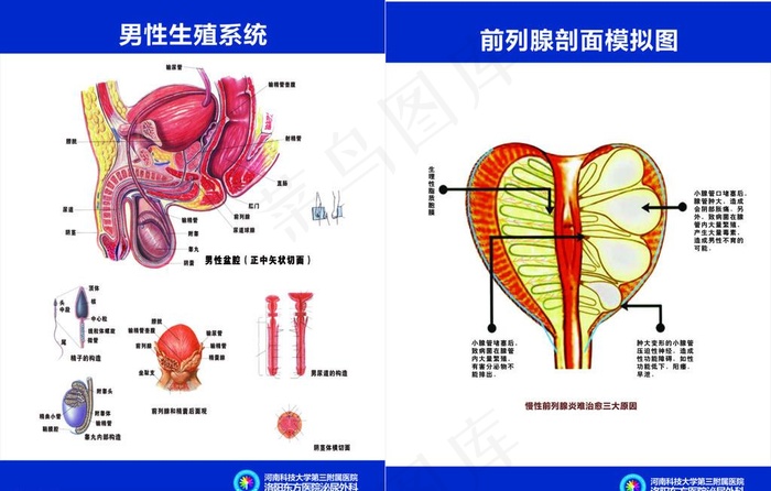 男性生殖解刨图图片