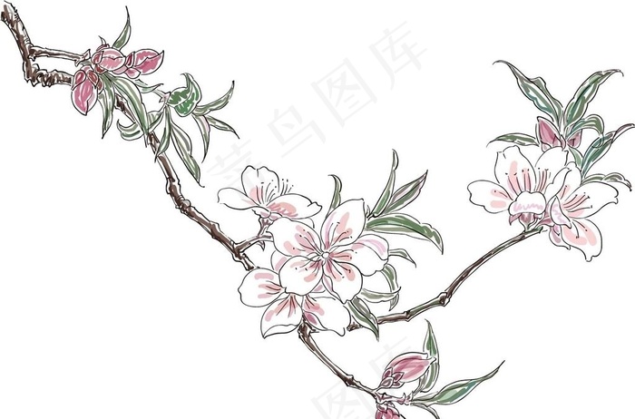 矢量工笔桃花图片