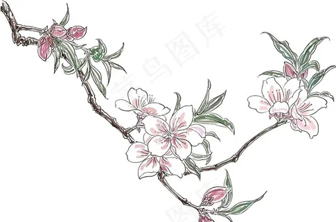 矢量工笔桃花图片 矢量工笔桃花图片