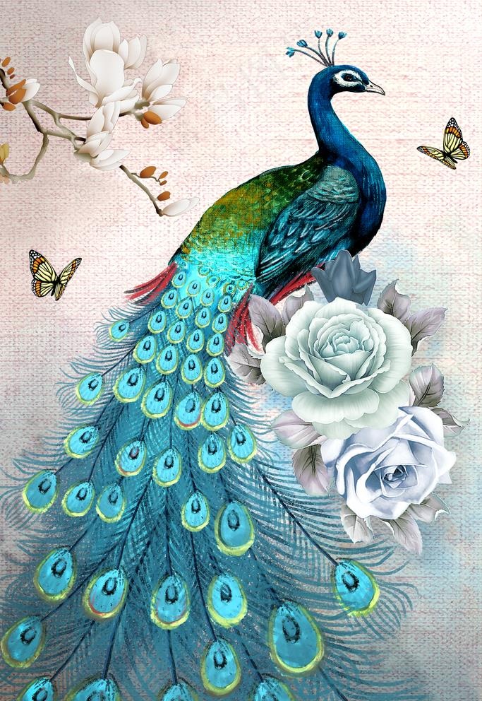 高清孔雀图图片