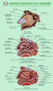 耳鼻咽喉科挂图图片
