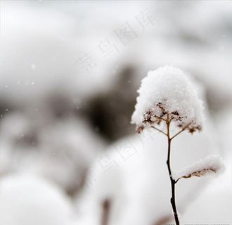 雪花 冬天 植物 纯洁 生命图片