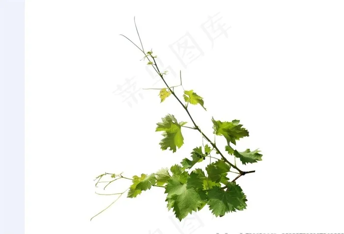 葡萄藤图片(4608X3456(DPI:1))psd模版下载
