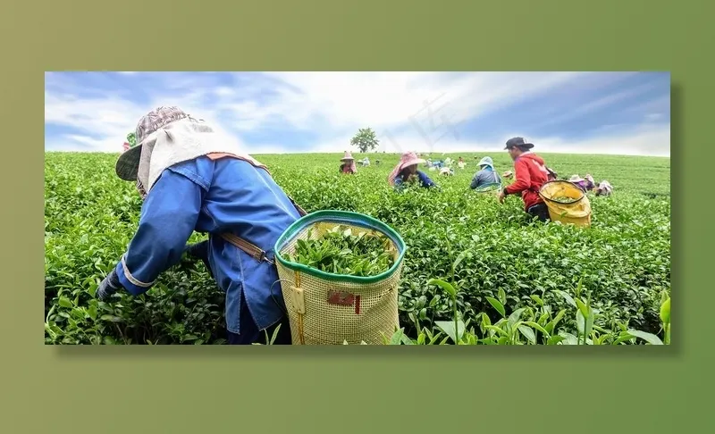茶园图片
