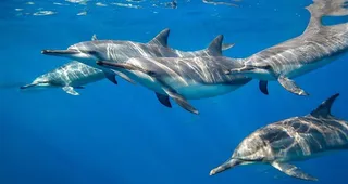 海豚海豚表演图片