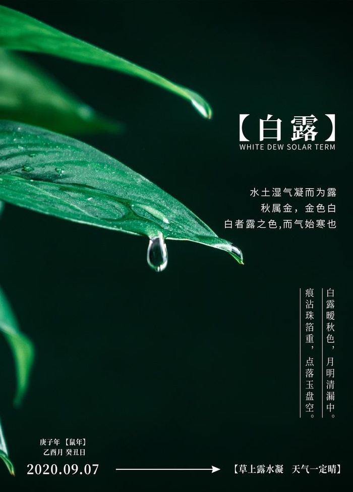 白露图片(3543X4724(DPI:150))psd模版下载