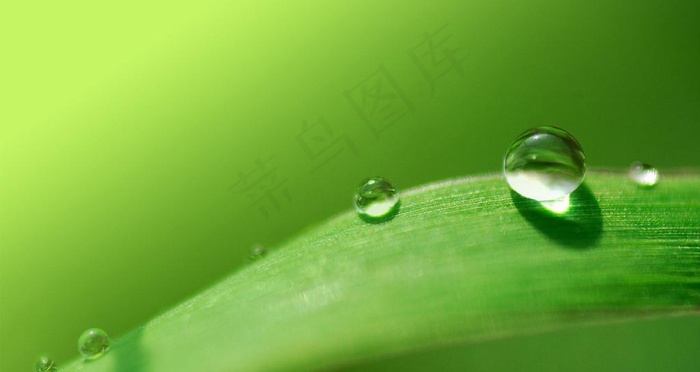 露水图片