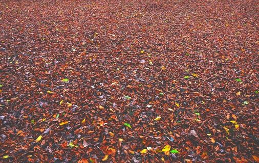 红色的树叶图片