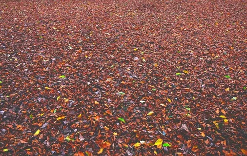 红色的树叶图片