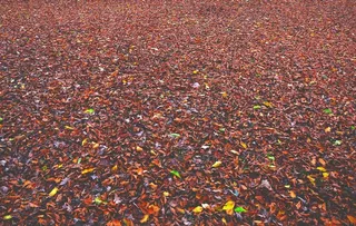 红色的树叶图片